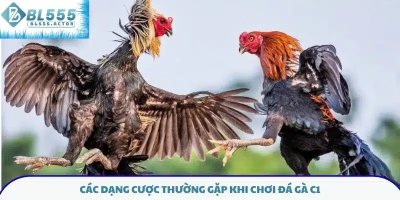 Các dạng cược thường gặp khi chơi đá gà C1