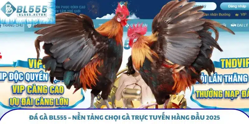 Đá Gà BL555 – Nền Tảng Chọi Gà Trực Tuyến Hàng Đầu 2025
