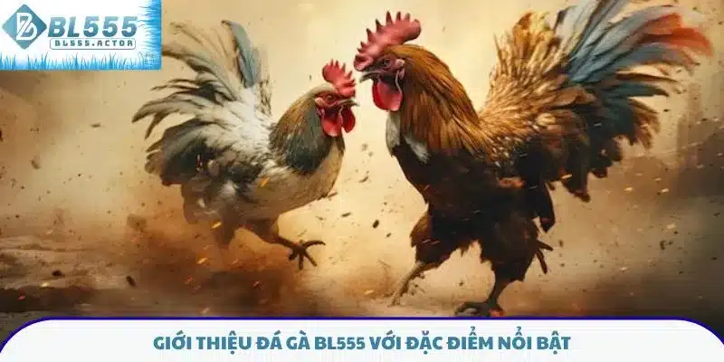 Giới thiệu đá gà BL555 với đặc điểm nổi bật