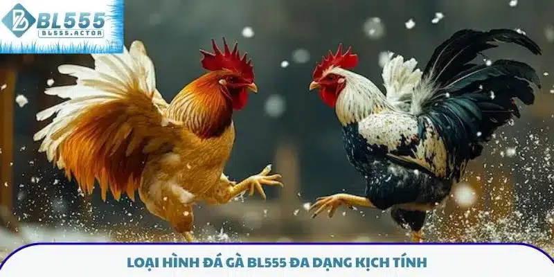 Loại cược đá gà BL555 linh hoạt hấp dẫn